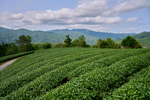 Tea garden view.
