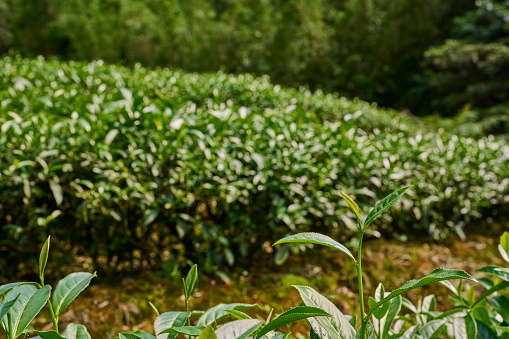 Tea garden view.