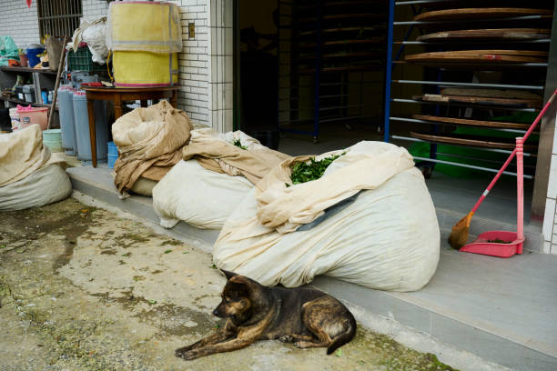 istock Asian farmer preparing equipment before producing Oolong tea. 1496920022