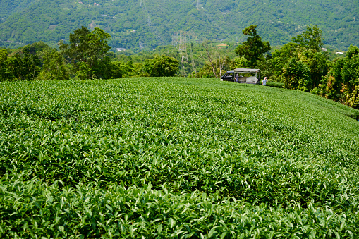 Tea making process, small Business, expertise, agricultural machinery