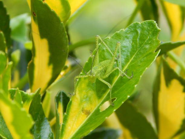 istock Green grasshopper on Japanese spindles evergreen shrub leaf. Camouflage 1496925405