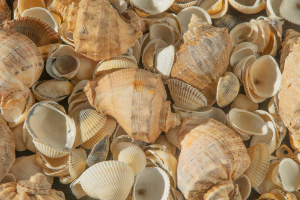 istock Sea shells on the beach. Summer background. Rapan shell. Beige light color. Aesthetic minimalism. Nature beauty. 1496926414