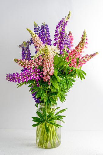 A bouquet of lupines in a basket. Multicolored summer flowers pink and purple on grey background. Lupine flower buds. Summer floral background.