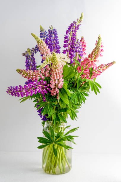 A bouquet of lupines in a basket. Multicolored summer flowers pink and purple on grey background. Lupine flower buds. Summer floral background stock photo