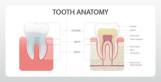 Vector illustration of Dental Anatomy Poster