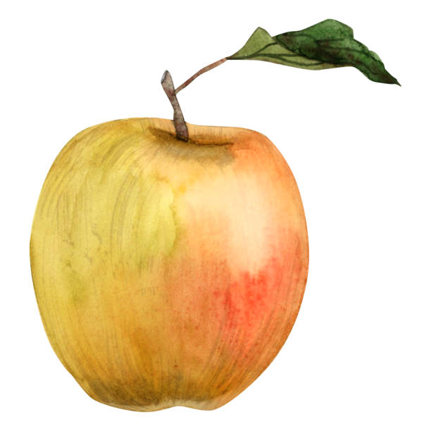 istock Watercolor greenish yellow red apple fruit with green leaf illustration isolated on white background. Realistic botanical clipart 1496926905