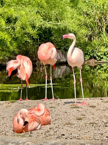 istock Pink flamingos 1496927406