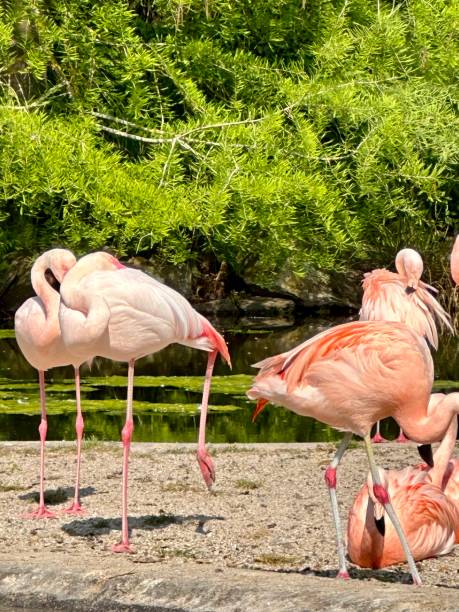 istock Pink flamingos 1496927423