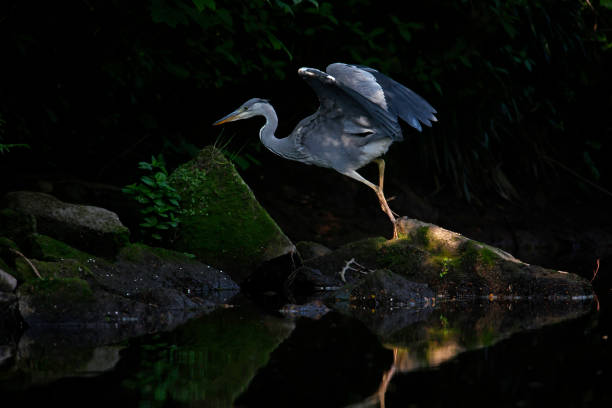 istock Grey heron humting in the shadows 1496927478