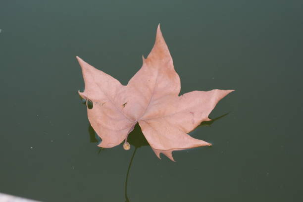 istock dry leaf in the water mirror 1496928229