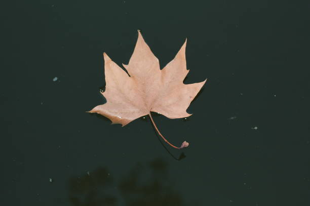 istock dry leaf in the water mirror 1496928233