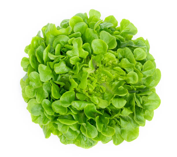 istock Green oak lettuce leaf isolated on white background 1496929973