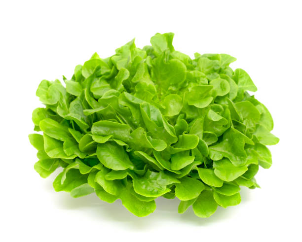 istock Green oak lettuce leaf isolated on white background 1496929982