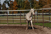 white pearl akhal-teke horse breed in nature. sun glare