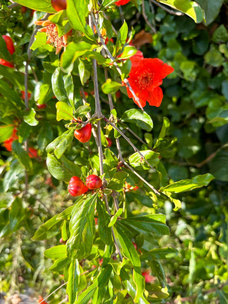 istock Flowers and young fruits on the pomegranate tree 1496932053