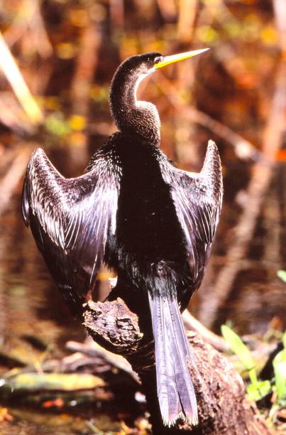 istock Anhinga - Big Cypress Nat'l Preserve - Florida 1496932285