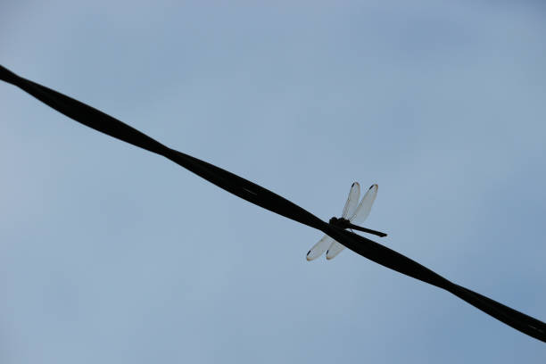 A dragonfly perched on a high voltage power line