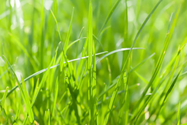 istock Background of green grass on a summer day 1496932400
