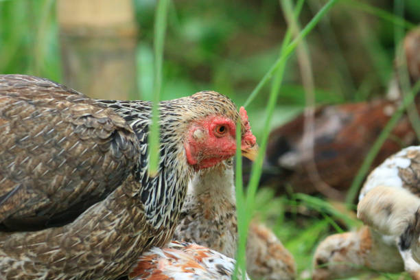 istock a hen with whitish colored feathers isolated in blur background 1496932628
