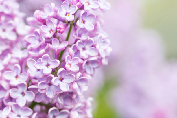 istock Purple lilac flowers macro background 1496933666