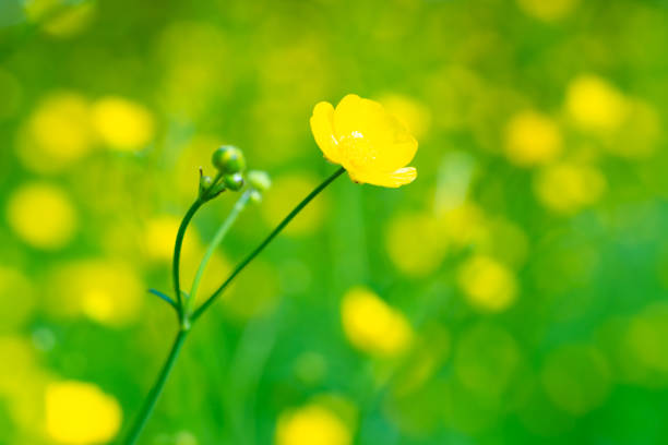 istock Yellow flower on green field 1496933830