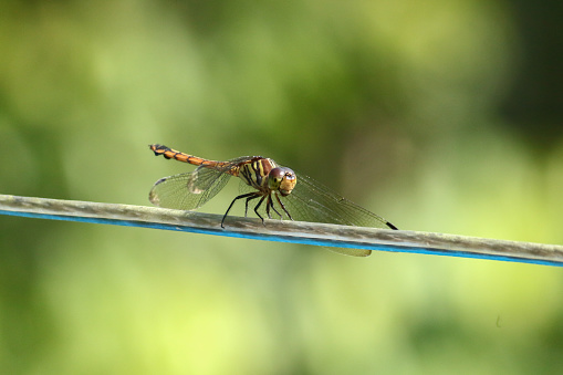 A dragonfly perched on a high voltage power line
