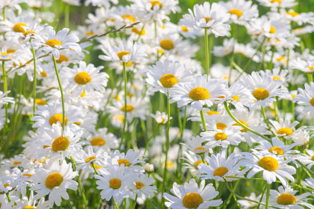 istock Wild daisy flowers growing on meadow, white chamomiles on green grass background. 1496934705