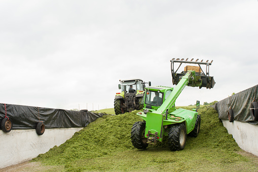 Two tractors tamp the grass in a silo
