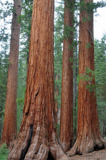 istock Yosemite National Park, California 1496935029