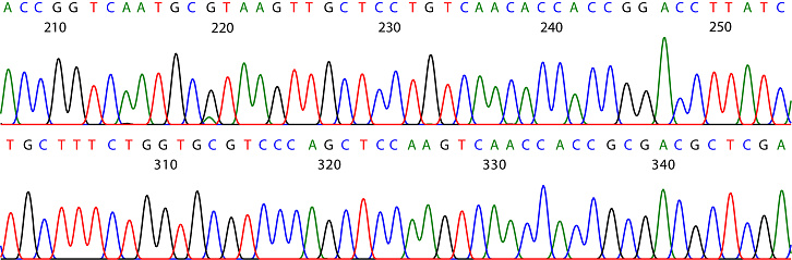 Chromatogram output from a DNA sequencer. The different coloured peaks correspond to the four different nucleotides. This sequence is part of the 5.8S ribosomal RNA gene and is so invariable that it cannot be traced to any individual or even species.