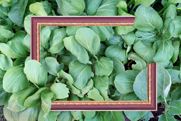 Green leaves pattern with antique picture frame,mustard greens,abstract background