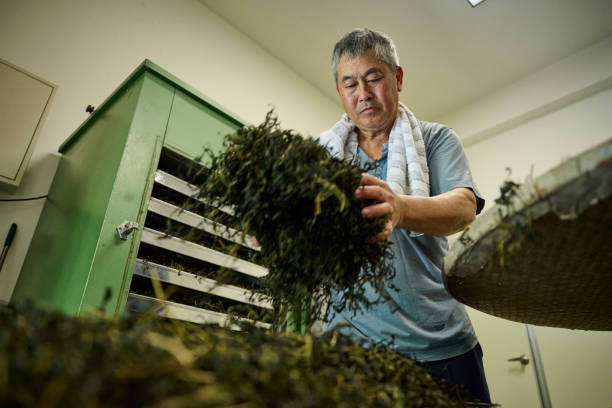 istock Experienced artisan producing Oolong tea producing green tea with modern equipment in their own tea factory. 1496935176