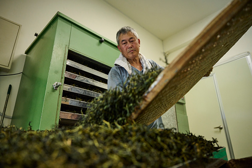 Experienced artisan producing Oolong tea producing green tea with modern equipment in their own tea factory.