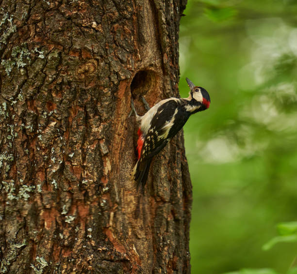 istock Woodpecker by the nest in the tree 1496935212