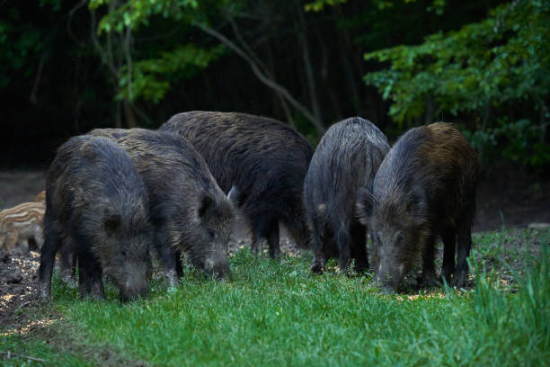 istock Herd of wild hogs in the forest 1496935239