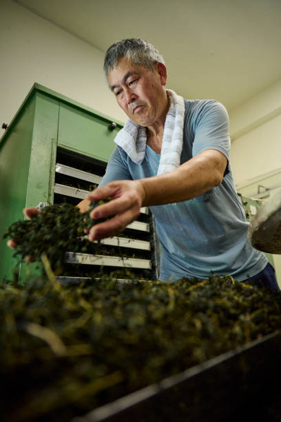istock Experienced artisan producing Oolong tea producing green tea with modern equipment in their own tea factory. 1496935474