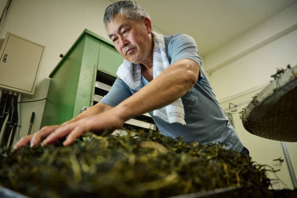 istock Experienced artisan producing Oolong tea producing green tea with modern equipment in their own tea factory. 1496936417