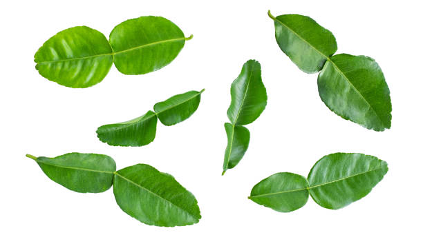 istock Group of Green Bergamot leaf  isolated on white background, Lime leaf, Lemon leaf, leaves, clipping path include 1496937133