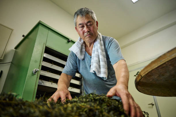 istock Experienced artisan producing Oolong tea producing green tea with modern equipment in their own tea factory. 1496937157
