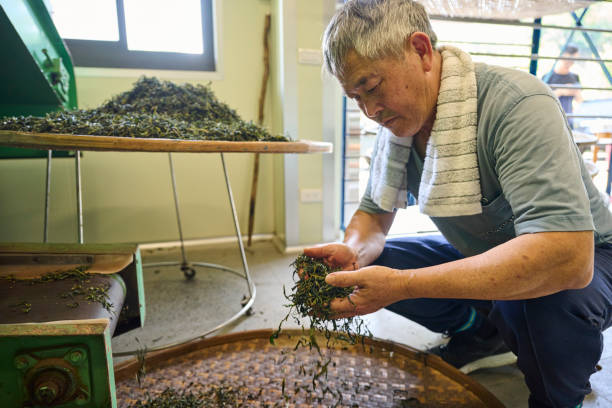 istock Experienced artisan producing Oolong tea producing green tea with modern equipment in their own tea factory. 1496937633