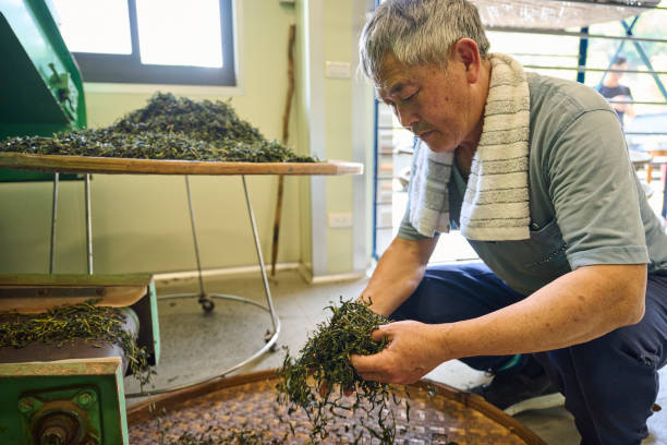 istock Experienced artisan producing Oolong tea producing green tea with modern equipment in their own tea factory. 1496938406
