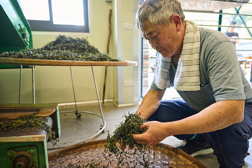 Experienced artisan producing Oolong tea producing green tea with modern equipment in their own tea factory.