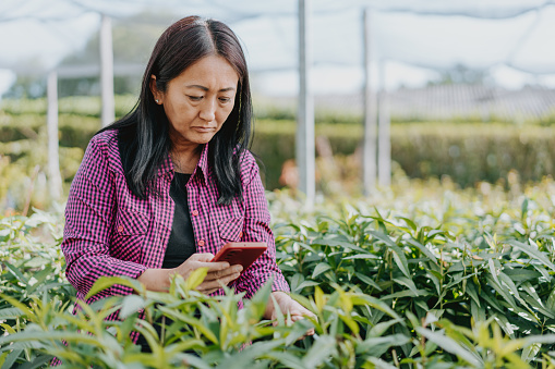 Using smartphone in greenhouse plantation
