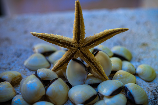 Starfish in shells