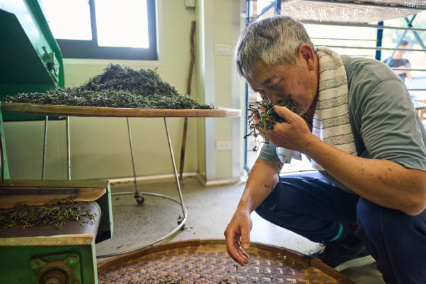 istock Experienced artisan producing Oolong tea producing green tea with modern equipment in their own tea factory. 1496939234