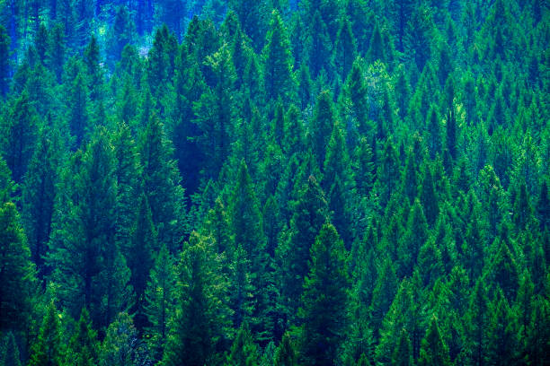 istock Lush Green Pine Forest on Mountainside Healthy Environment 1496939263