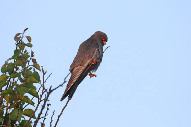 Male red-footed falcon (Falco vespertinus) photographed on a tree branch against a blue sky. Close-up detailed photo