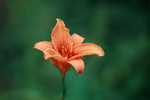 beautiful orange lily blossom