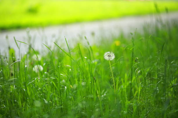 Meadow grass and weeds, close-up. Focus on a white dandelion, blurred background.