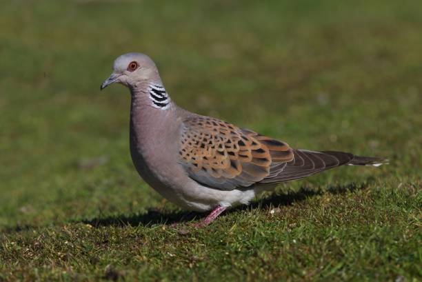 istock EUROPEAN TURTLE DOVE  (Streptopelia turtur) 1496943678